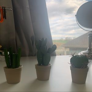 Succulents and cacti!!